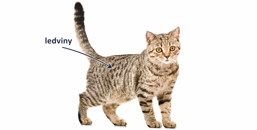 clanek 19 - ledviny cat 1